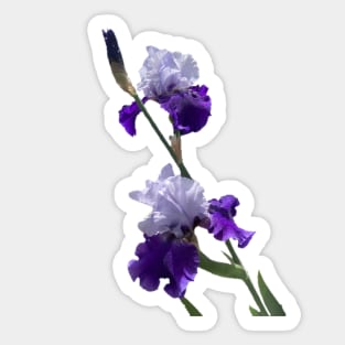 Irises Sticker